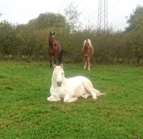Therapie mit Pferden Kaiserslautern